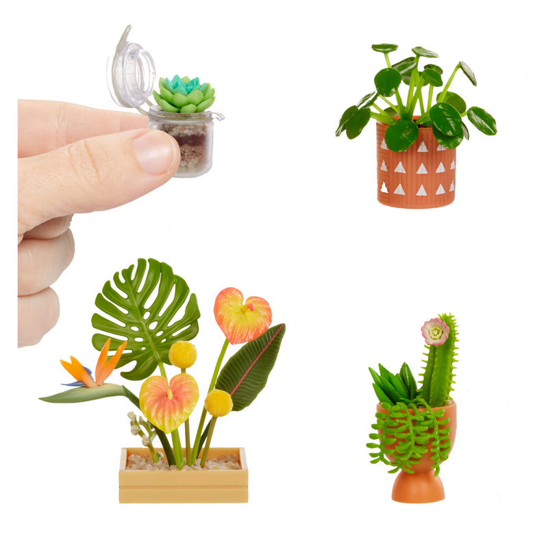 cactus and plants